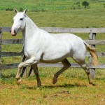 Imoral Interagro/Martina Brandes