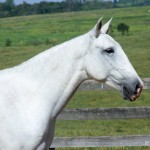 Imoral Interagro/Martina Brandes