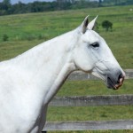 Imoral Interagro/Martina Brandes