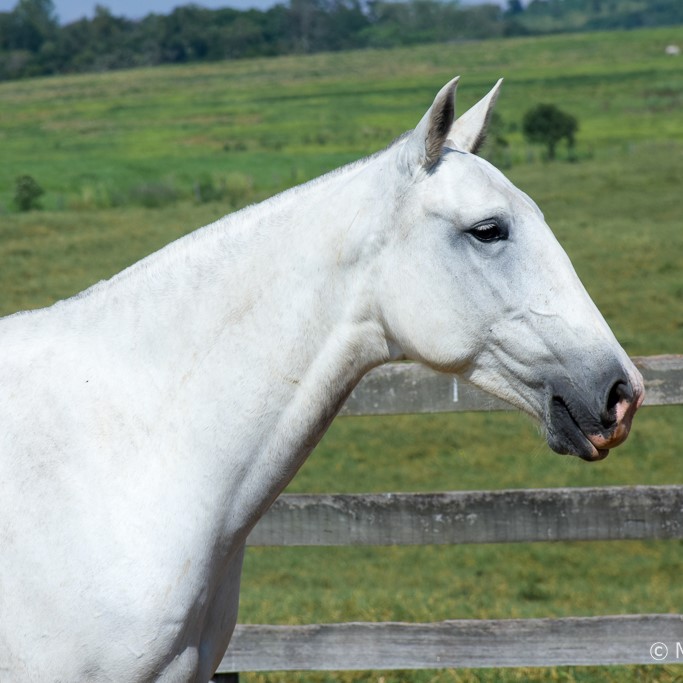 Imoral Interagro/Martina Brandes