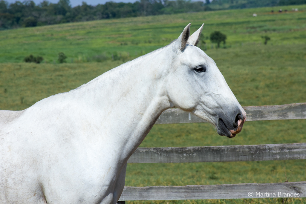 Imoral Interagro/Martina Brandes