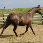Macumbeira Interagro/Interagro Lusitanos
