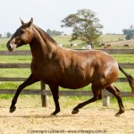 Macumbeira Interagro/Interagro Lusitanos