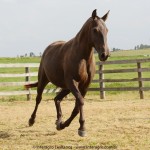 Macumbeira Interagro/Interagro Lusitanos