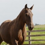 Macumbeira Interagro/Interagro Lusitanos