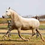 Madrinha Interagro, Purebred Lusitano broodmare/Interagro Lusitanos