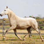 Madrinha Interagro, Purebred Lusitano broodmare/Interagro Lusitanos