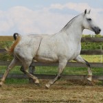 Madrinha Interagro, Purebred Lusitano broodmare/Interagro Lusitanos