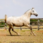 Madrinha Interagro, Purebred Lusitano broodmare/Interagro Lusitanos