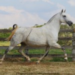Madrinha Interagro, Purebred Lusitano broodmare/Interagro Lusitanos