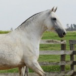 Madrinha Interagro, Purebred Lusitano broodmare/Interagro Lusitanos