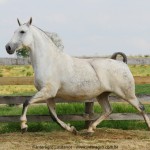 Madrinha Interagro, Purebred Lusitano broodmare/Interagro Lusitanos