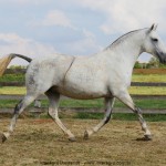 Madrinha Interagro, Purebred Lusitano broodmare/Interagro Lusitanos