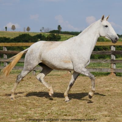 Mazurca Interagro/Interagro Lusitanos