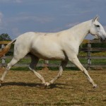 Mirina Interagro/Interagro Lusitanos