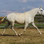 Mirina Interagro/Interagro Lusitanos