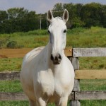 Mirina Interagro/Interagro Lusitanos