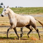Muambeira Interagro, Purebred Lusitano grey mare/Interagro Lusitanos
