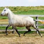 Muambeira Interagro, Purebred Lusitano grey mare/Interagro Lusitanos