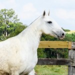 Muambeira Interagro, Purebred Lusitano grey mare/Interagro Lusitanos
