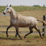 Muambeira Interagro, Purebred Lusitano grey mare/Interagro Lusitanos