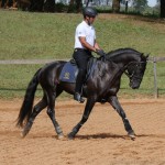 Negrito Interagro/Interagro Lusitanos