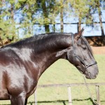 Negrito Interagro/Interagro Lusitanos