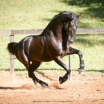 Negrito Interagro/Interagro Lusitanos