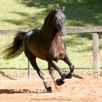 Negrito Interagro/Interagro Lusitanos