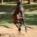 Negrito Interagro/Interagro Lusitanos