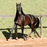 Negrito Interagro/Interagro Lusitanos