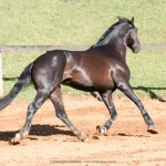 Negrito Interagro/Interagro Lusitanos