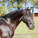 Negrito Interagro/Interagro Lusitanos