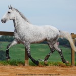 Nessus Interagro, grey Lusitano gelding for sale . Photo: Interagro Lusitanos