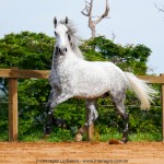 Nessus Interagro, grey Lusitano gelding for sale . Photo: Interagro Lusitanos