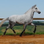 Nessus Interagro, grey Lusitano gelding for sale . Photo: Interagro Lusitanos