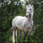 Nessus Interagro, grey Lusitano gelding for sale . Photo: Interagro Lusitanos