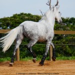 Nessus Interagro, grey Lusitano gelding for sale . Photo: Interagro Lusitanos