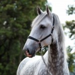 Nessus Interagro, grey Lusitano gelding Photo: TUPA