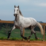 Nessus Interagro, grey Lusitano gelding Photo: TUPA