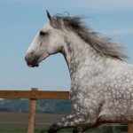 Nessus Interagro, grey Lusitano gelding Photo: TUPA