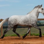 Nessus Interagro, grey Lusitano gelding Photo: TUPA