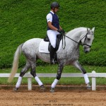 Nessus Interagro, grey Lusitano gelding. Photo: TUPA