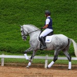 Nessus Interagro, grey Lusitano gelding. Photo: TUPA