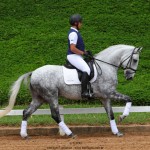 Nessus Interagro, grey Lusitano gelding. Photo: TUPA