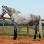 Nessus Interagro, grey Lusitano gelding Photo: TUPA