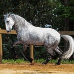 Nessus Interagro, grey Lusitano gelding Photo: TUPA