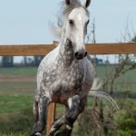 Nessus Interagro, grey Lusitano gelding Photo: TUPA