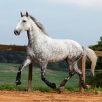 Nessus Interagro, grey Lusitano gelding Photo: TUPA