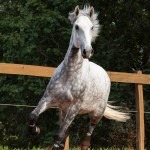 Nessus Interagro, grey Lusitano gelding Photo: TUPA